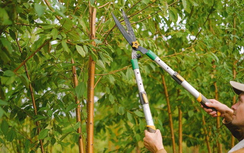 Tree trimming in Aurora, IA
